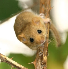 Dormouse Celebration