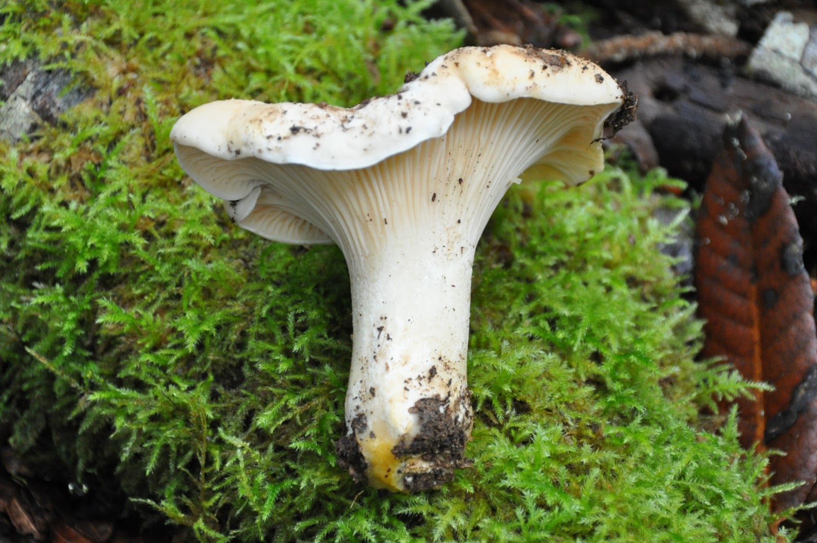 ложный полубелый гриб. желчный гриб и подберезовик. ложный боровик белый гриб. ложный боровик белый гриб. ядовитый гриб похожий на белый гриб.