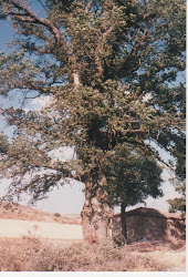 Los árboles de San Roque