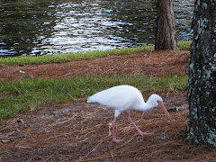 Egret at Riverside