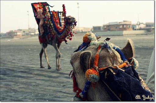 Camel+Watching+His+Buddy+At+Work The Beauty of Pakistan: 70 Amazing Photographs