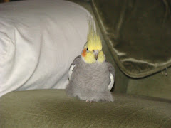 boris gets comfy