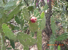 Nopales