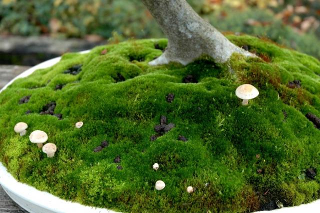 Mousse+parlons+bonzai.jp