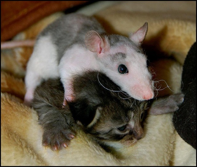 [Cat_20and_20Mouse_20___20Love_small.jpg]