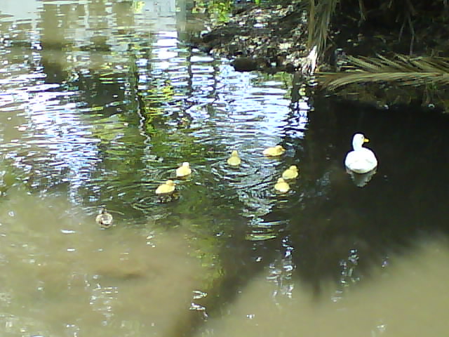 [Ducklings+water.JPG]
