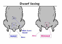 Dwarf Sexing