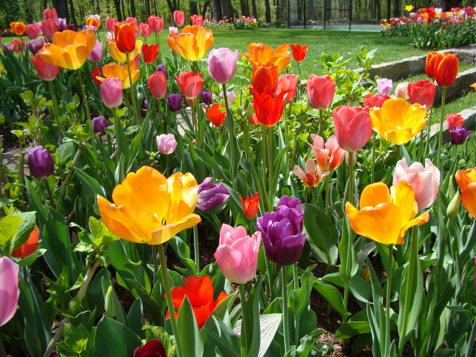 Tiptoe through the Tulips