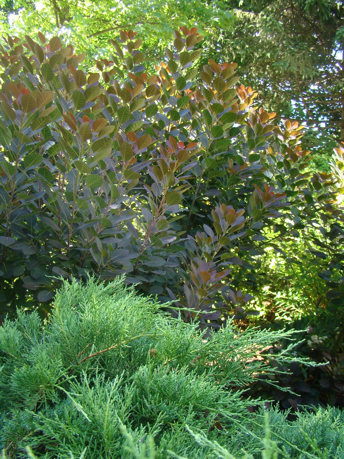 Shrubs For The Front Under Our Bedroom Window Garden Shrubs Shrubs