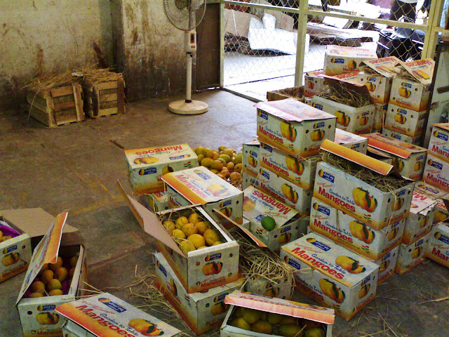 mangoes in boxes