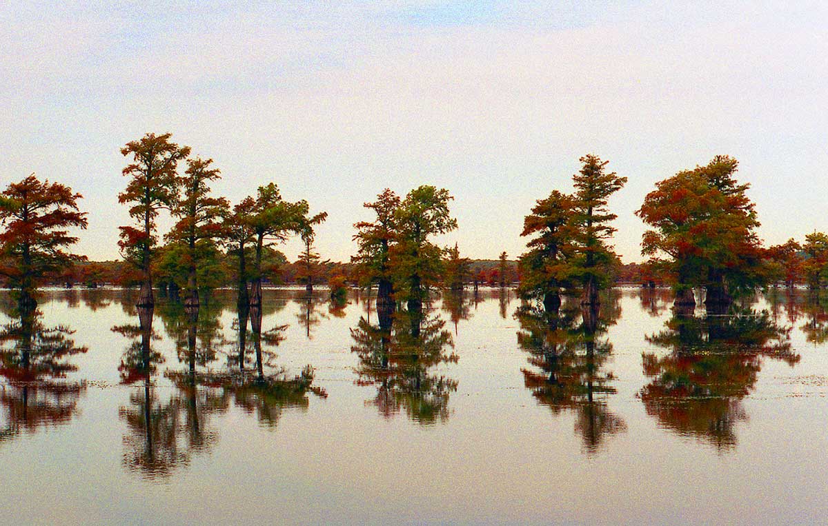 [Caddo-Lake-Reflections.jpg]