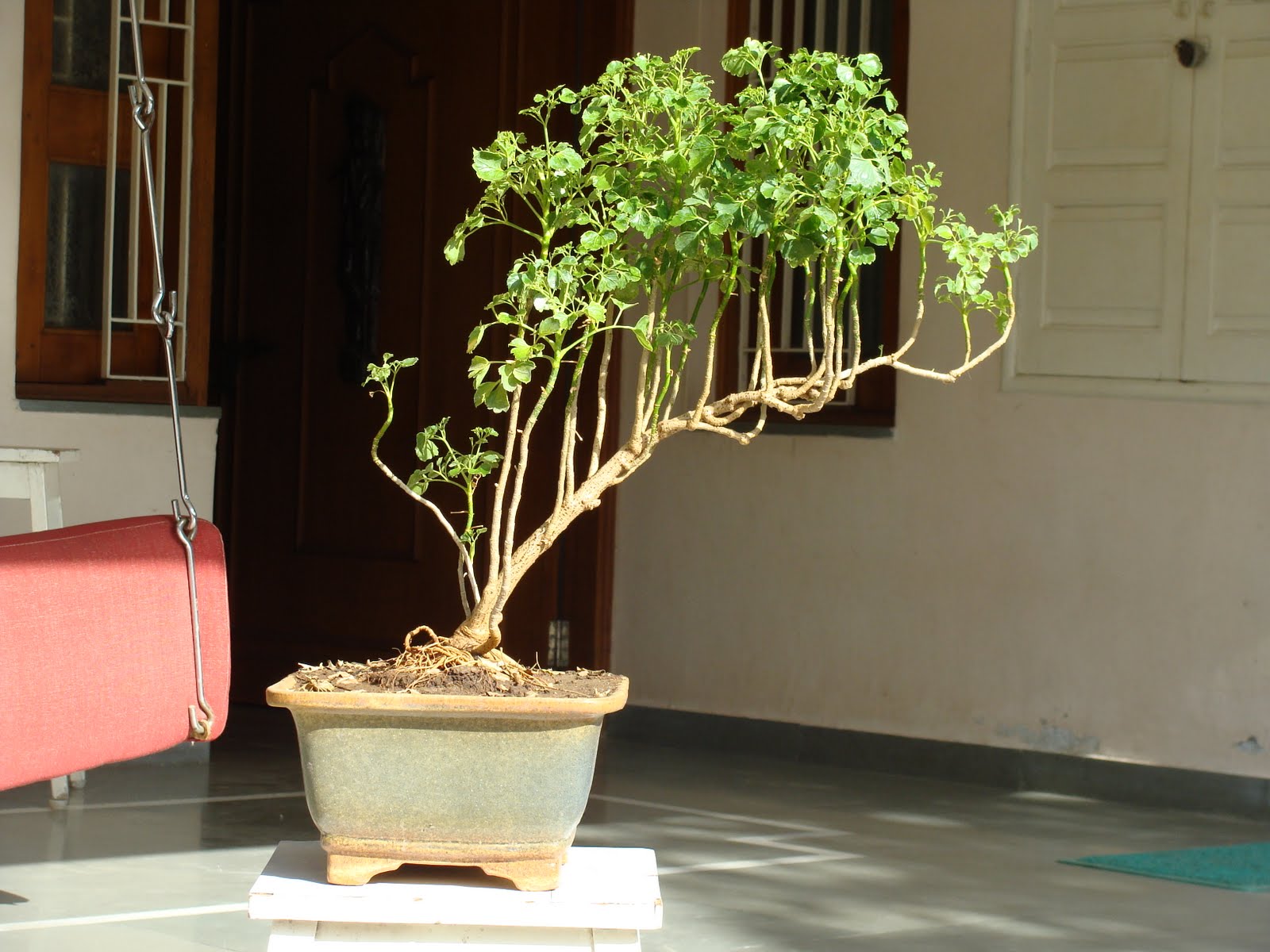 Bonsai Serut Raft Blogger Bonsai