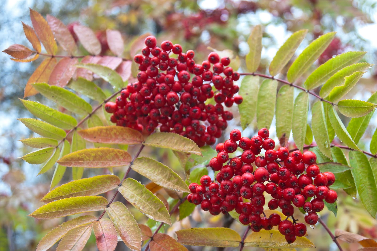 Shot of the Day Alaskan Berries