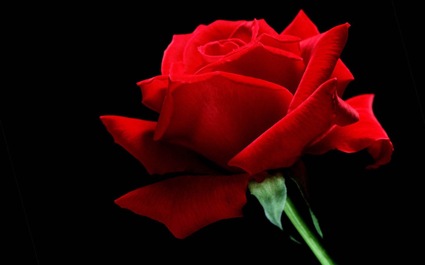 3D Wallpapers: Red Rose