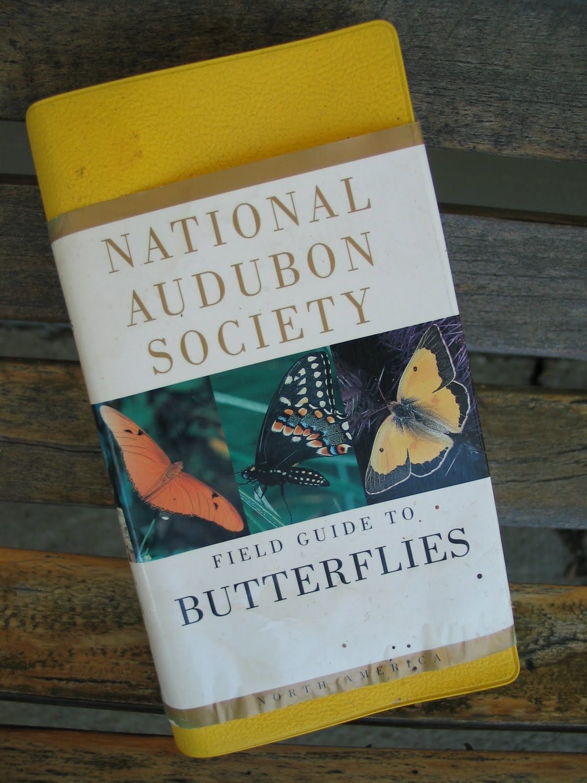 Butterfly Jungle Butterfly Books