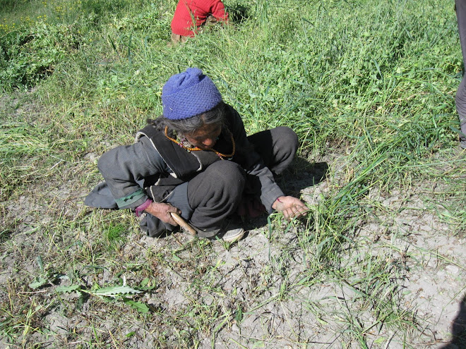 Cutting the crop of peas and fodder