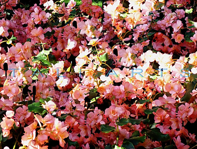 Pink Field 1