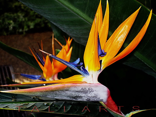 Bird of Paradise