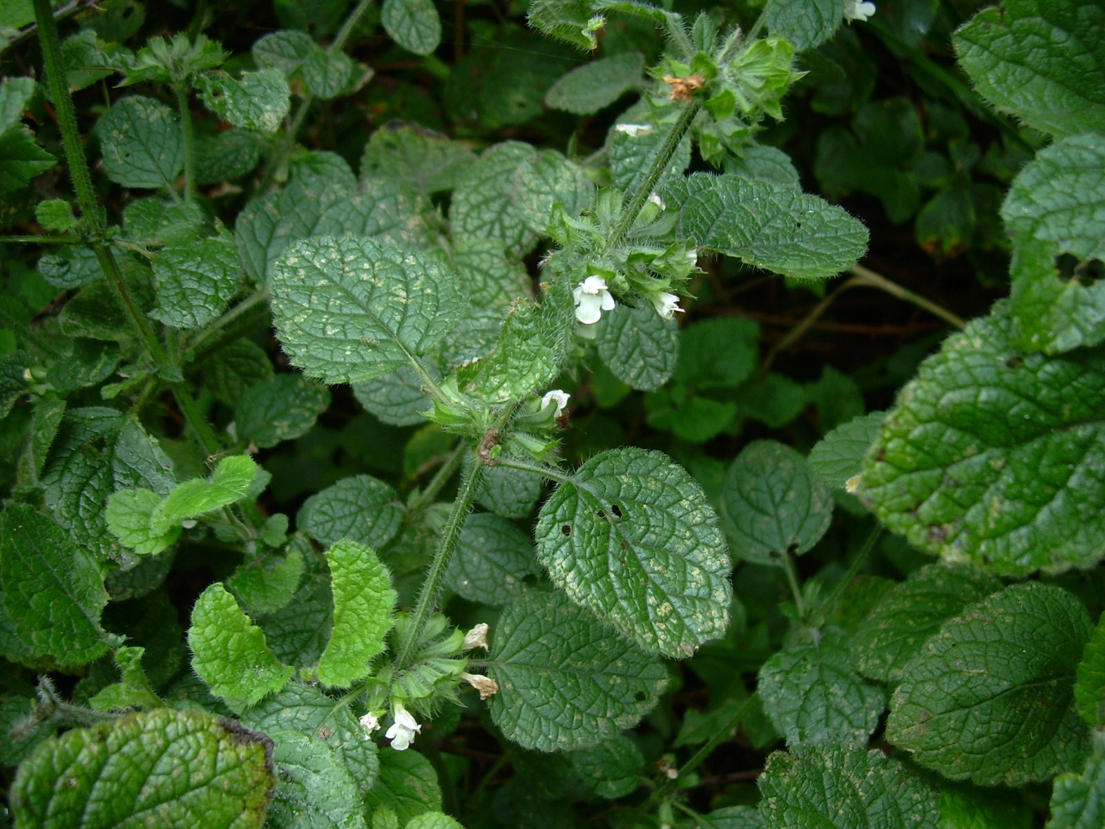  Melissa Officinalis 1 DH リーフレット