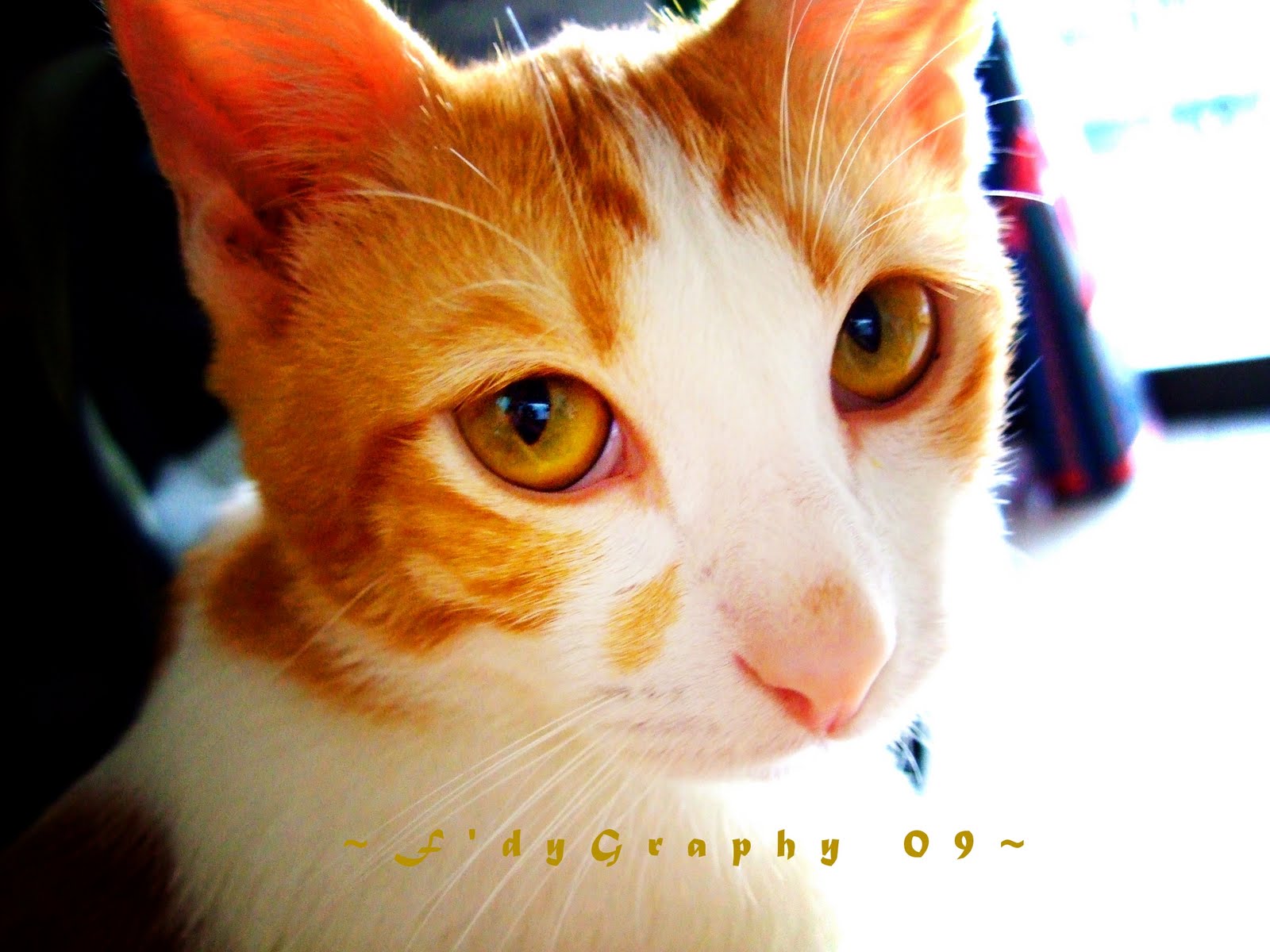 F'dyGraphy Melon The Cat