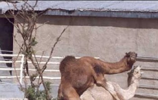 Sex With Camels 73