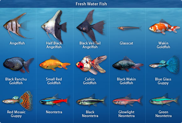 Types Of Fish Pets