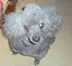 My Misty Louise, Apr/1996, near blind Miniature Poodle