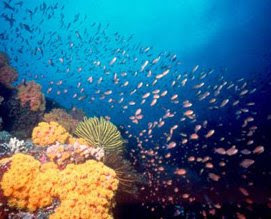 Honda Bay – The Perfect Place for Snorkel Diving