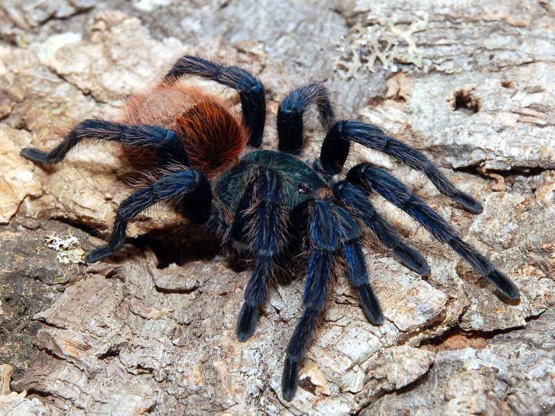 Пауки израиля Пауки израиля