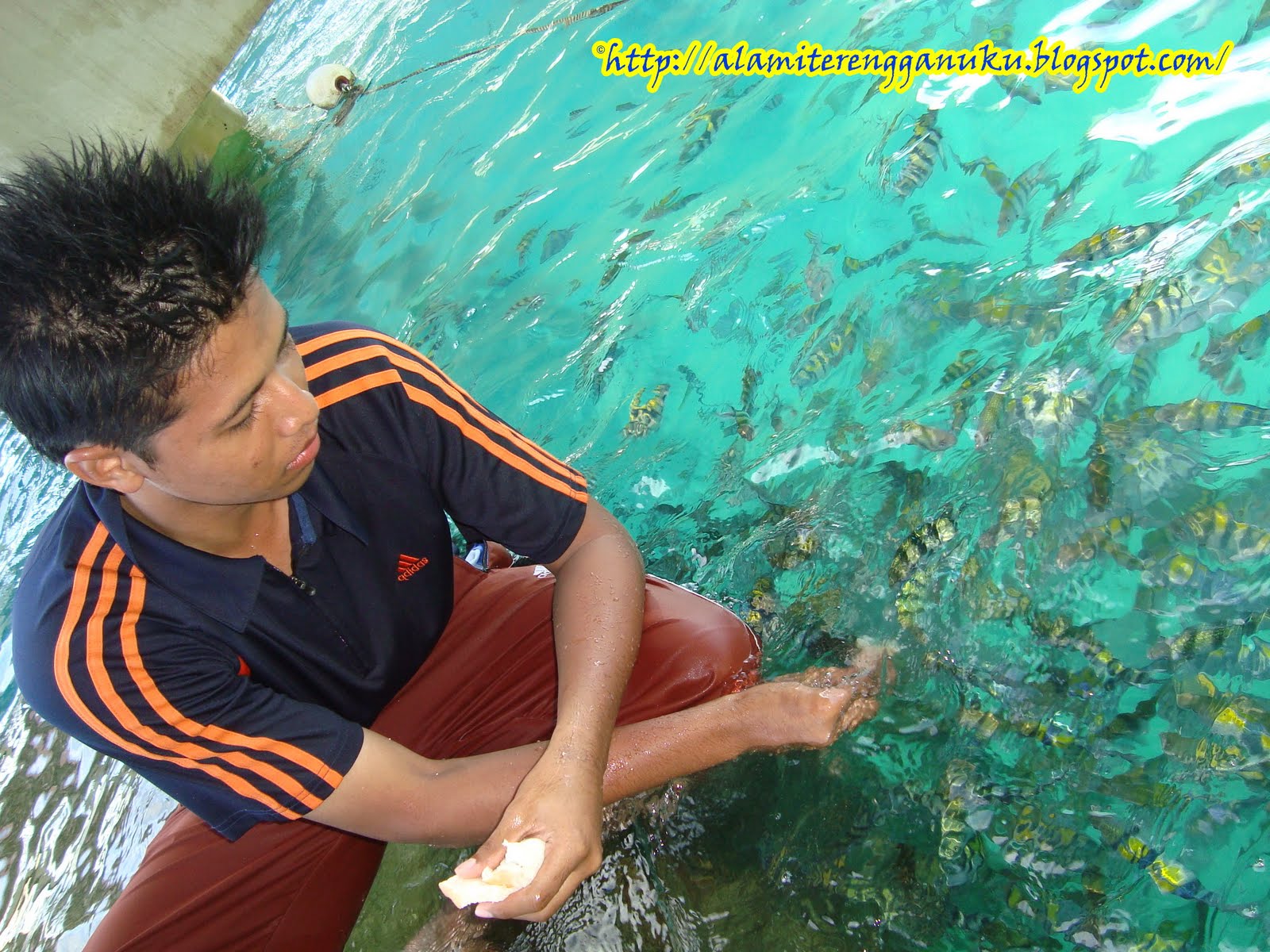 gambar bagi ikan makan di pulau redang