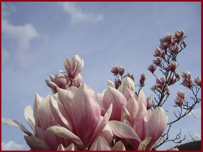 Fioritura di magnolia al Pozzo
