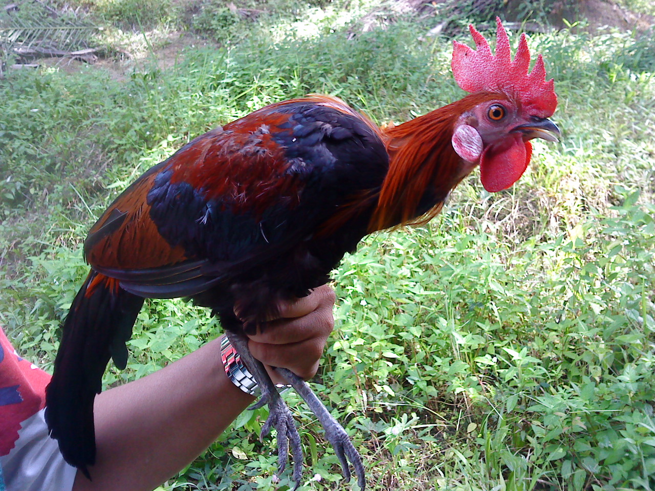 Shamipoh.blogspot.com: ayam hutan