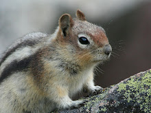 A Chipmunk