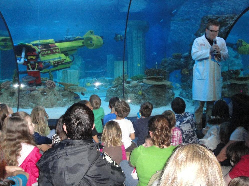 Shark Talk At Sealife Aquarium Legoland California Honey Lime