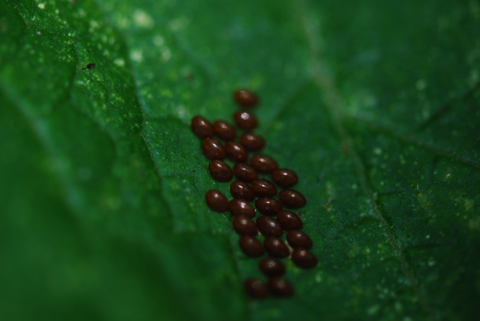 TOMATO WORLD Small brown eggs