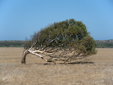 Windy in Geraldton