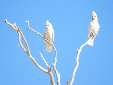 Birds at Mungerannie, Birdsville Track