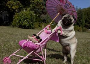 Quanto tempo dura o cio de um pug Clearance