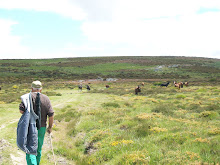 Un paseo polo monte