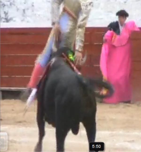 Toro embiste a torero español David Gil en la plaza de toros de Cajabamba