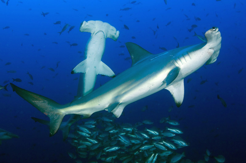 SHARK CONSERVATION AND INFORMATION: Scalloped Hammerhead Shark