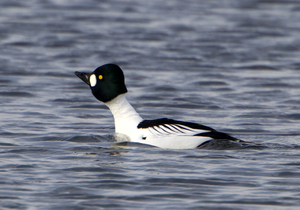 goldeneye duck sounds goldeneye duck sounds
