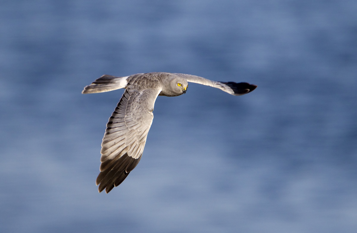 Полевой Лунь самец. Полевой Лунь ареал. Полевой Лунь в полете. Harrier Bird
