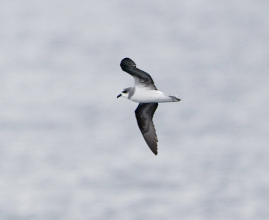 [Pterodroma-6.jpg]