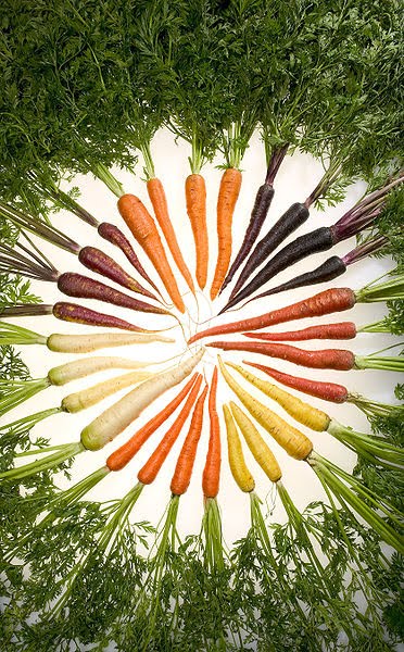 [372px-Carrots_of_many_colors.jpg]