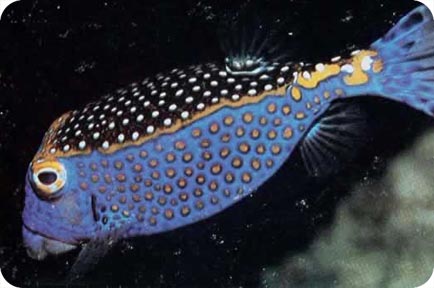 TODO SOBRE ACUARIOS: PECES DE AGUA SALADA