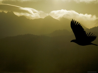 [Flying1]