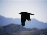 [Raven2]