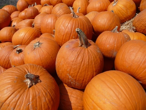 The Spooky Vegan: 31 Days of Halloween: My Halloween Traditions