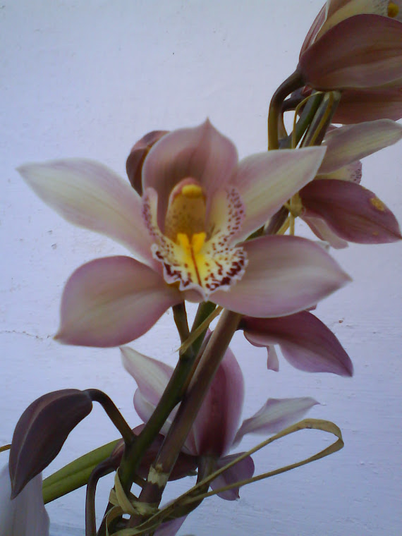 Orquídea